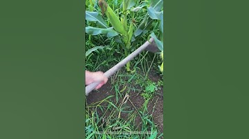 Remove weeds in the cornfield with a hoe