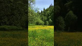 Joyful Babbling, Birds and Buttercups | Flaming Geyser State Park #nature #birds #wildflowers