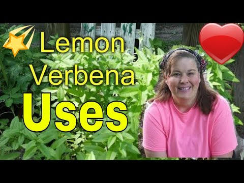 Video: Verbena Vs. Lemon Verbena - Diferențele dintre Lemon Verbena și Verbena