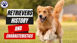 Unlocking the potential of Retrievers: A guide for dog lovers