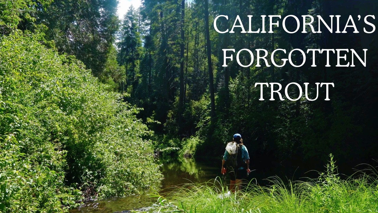 Chasing Hidden Redbands | A California Native Trout Adventure