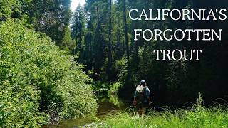 Chasing Hidden Redbands | A California Native Trout Adventure
