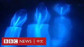 美國南加州海岸現「藍眼淚」奇景－ BBC News 中文 