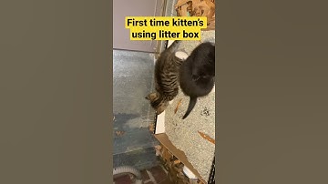 First Time Kitten’s Using Litter Box #shorts #cat #kitten #shortsfeed
