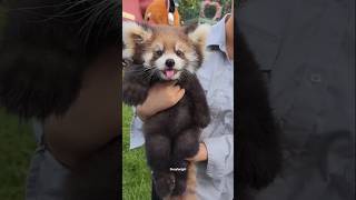 Tiny food thief😱| #redpanda #shorts #facts #shortsfeed #knowledge #animals #amazingfacts
