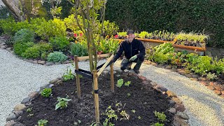 A Flower Bed Started Entirely From Seed | BudgetFriendly Gardening I Perennial Garden