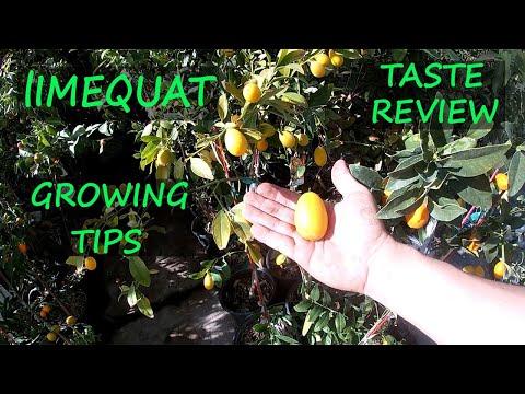 Video: Ce este un limequat - Informații despre cum să crești un copac limequat