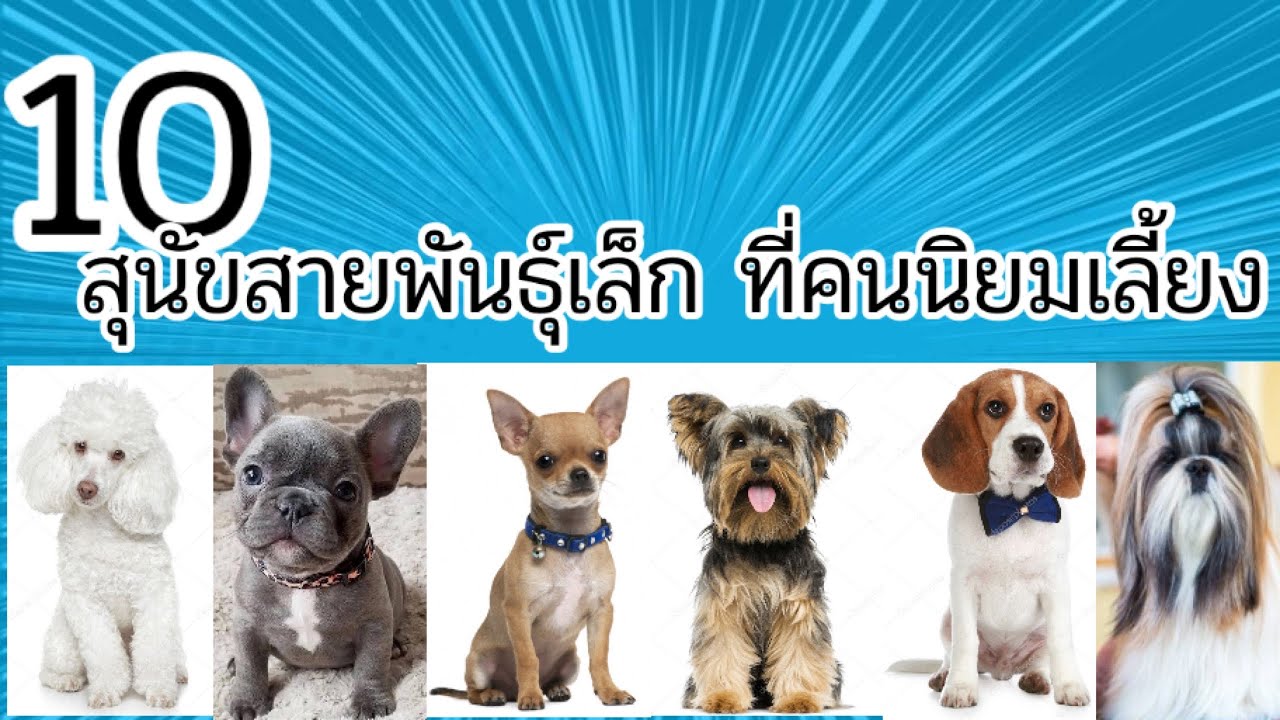 สุนัข พันธุ์ ต่างๆ ราคา ถูก  New Update  10 สุนัขน่ารัก พันธุ์เล็ก ที่คนนิยมเลี้ยง | Nene Story