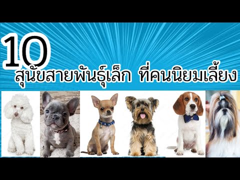 วีดีโอ: 8 เคล็ดลับในการทำให้สุนัขของคุณคุ้นเคยกับการขี่จักรยาน