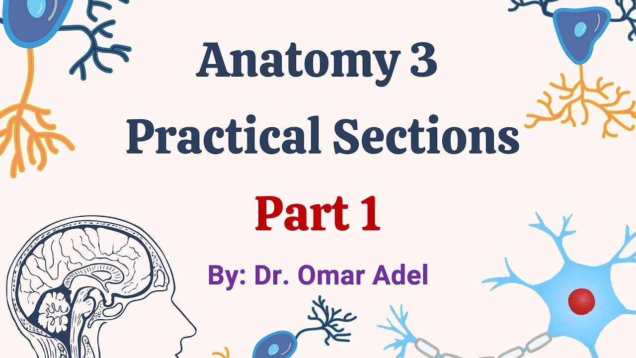 مراجعة على سكاشن العملى _ مادة  Anatomy 3  _ الجزء الأول