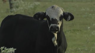 1st human case of bird flu in Texas linked to exposure to sick cattle