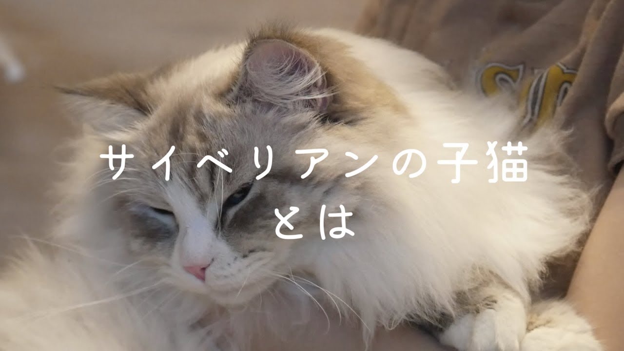 猫 サイベリアンの成長速度がすごすぎてかわいい Youtube