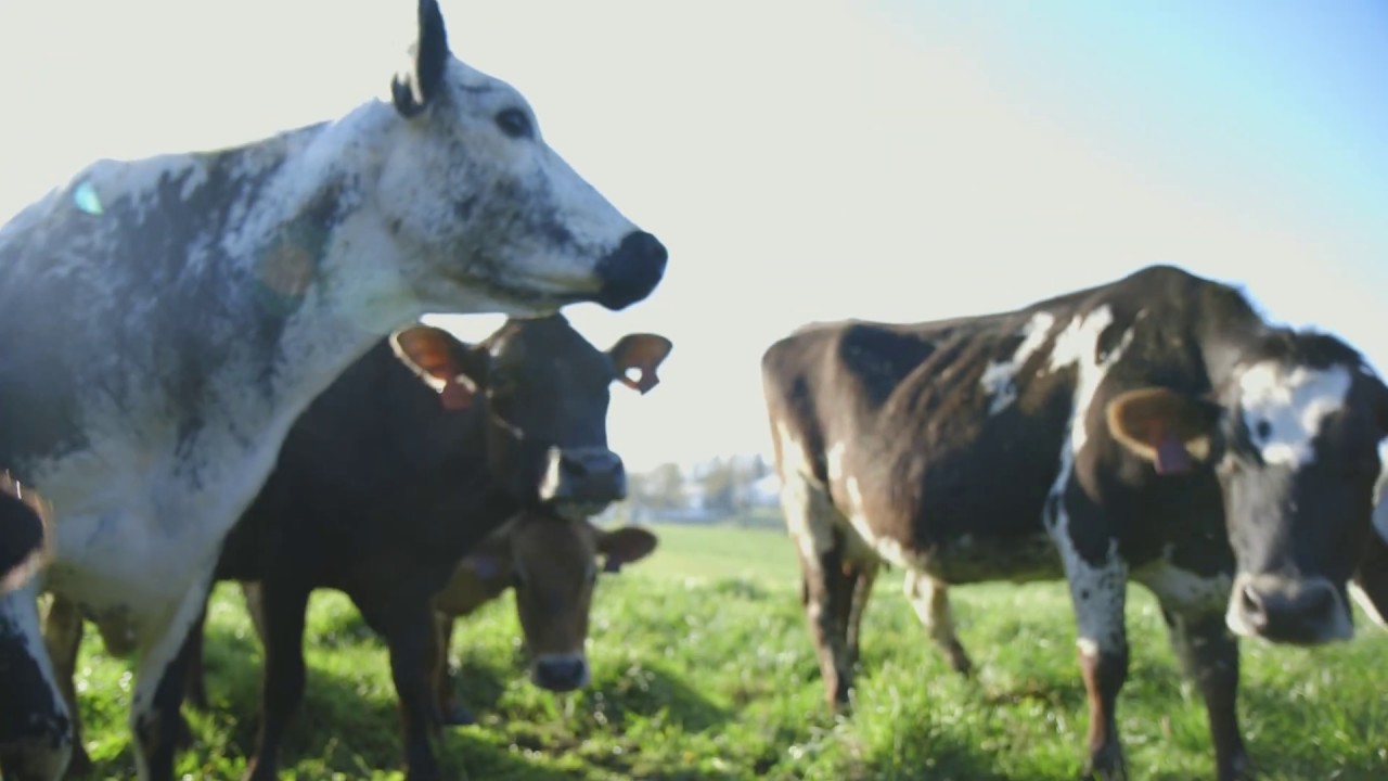 Grazing Dairy Cows on Grass Organic Valley Farmers YouTube