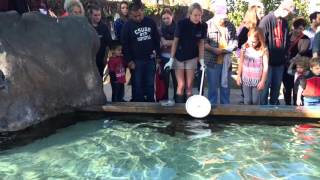 Feeding Sharks and Rays