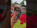 GOOD QUALITY KITTEN AVAILABLE #kitten #cat #pets #cute #love #kitty #petshub #trend #sales #madurai