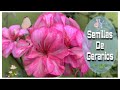 SEMILLAS DE GERANIOS 🌺🍃🌸 - Como obtenerlas fácilmente!! 👍🏻👍🏻