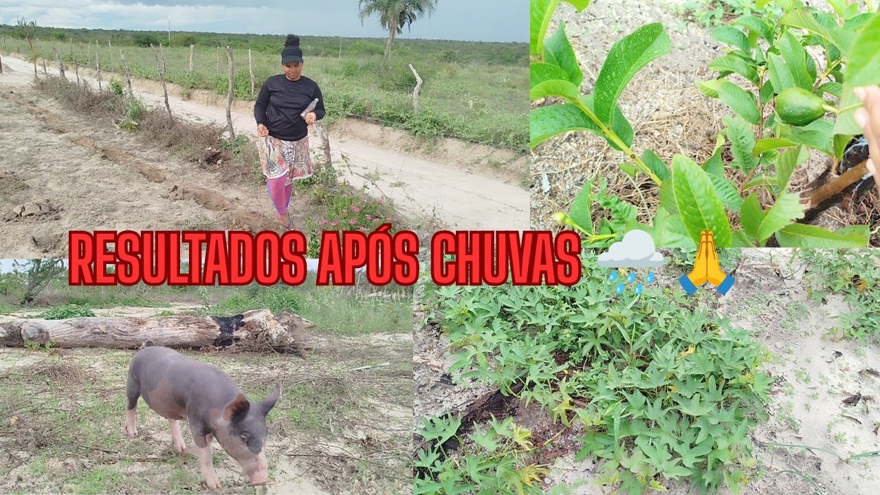 A chuva tá fazendo milagre no nosso sítio, veja essa transformação+aproveitando para plantar