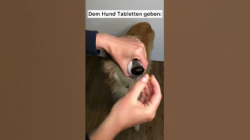 Kann ich meinem Hund Paracetamol Tabletten geben?