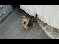 Playing hideandseek with a yorkie puppy