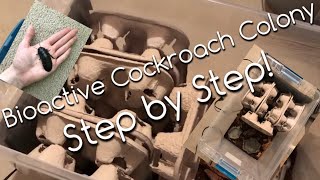 Bioactive Roach Colony Setup!|How To Setup A Cockroach Colony.