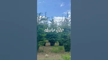 انتي حلوة كدة ازي Lyrics اكسبلور Shortvideo 