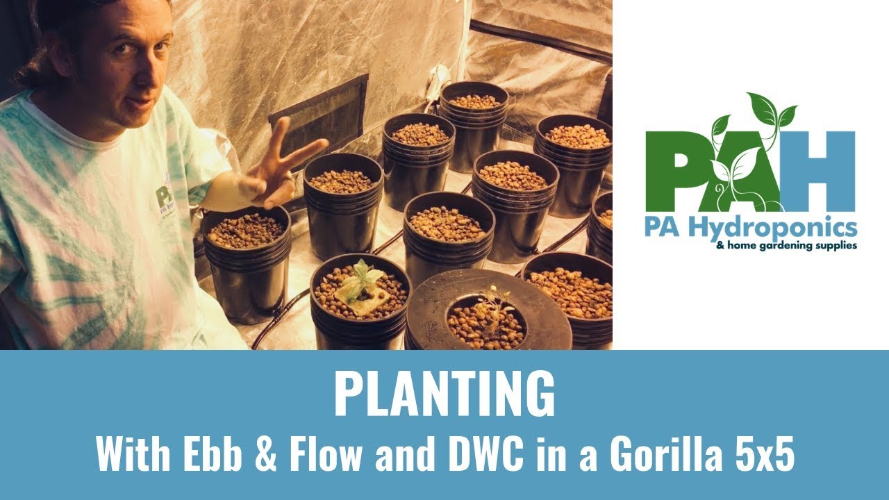 Посадка растений методом гидропоники — приливы и отливы, а также DWC в палатке Gorilla Grow Tent ...