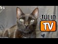 Júlio TV  | Azar de quem não ver. #1