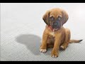 Create realistic shadow | Photoshop #photoshop #shortvideo #shortsvideo