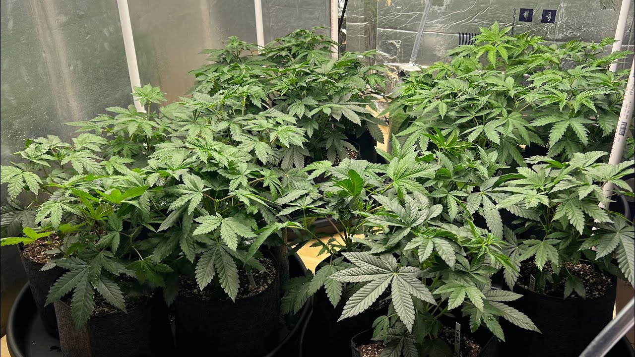 Indoor cannabis grow 2023 (trellis net set up)