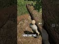 [Ranger's Path: National Park Simulator] Game's Brutal Challenge