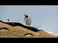 Плиска біла (самка) / White Wagtail (female)