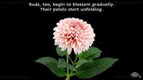 CLASS 3 |  EVS LESSON -25 |  CHANGES IN OUR SURROUNDINGS  | PART 3 | TEXTBOOK (PAGE 145)