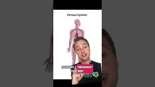 Vein Contractility - Circulation and Blood Flow