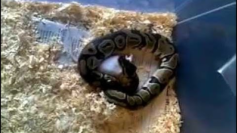 Ball python VS Mouse (Niels Kirkegaard)