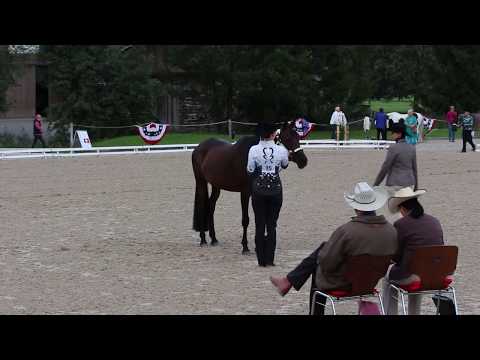 Swiss Championships 2017 Elite Showmanship at Halter