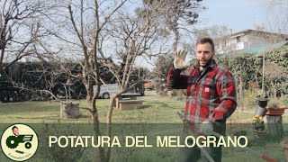 La potatura del MELOGRANO  Il contadino Nick