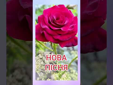 Волошки Нове звучання української народної пісні ХІТ 2025 новамузика романтика