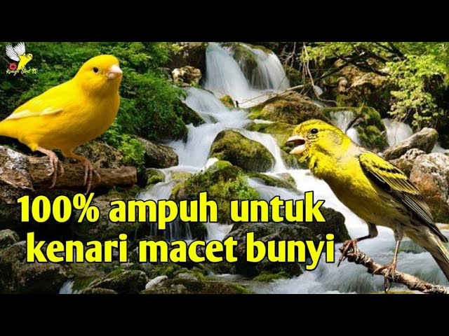 Suara Terapi burung kenari Macet bunyi | suara alam gemercik air Terbaru class=