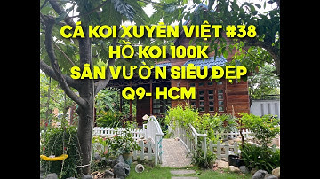 CÁ KOI XUYÊN VIỆT#38 HỒ KOI 100K - SÂN VƯỜN SIÊU XỊN Q9 HCM
