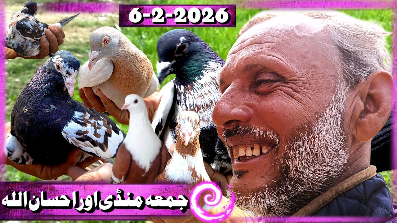 Friday Pigeon Market and Ehsanullah's Shy Conversation | Buying and Selling The Best Pigeons Market 