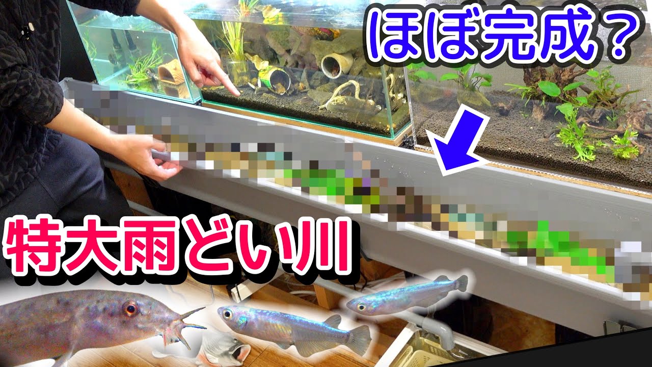大型池❗️横3メートル❗️水抜き有り❗️ Completing the extra-large rain gutter river! [Extra-large rain