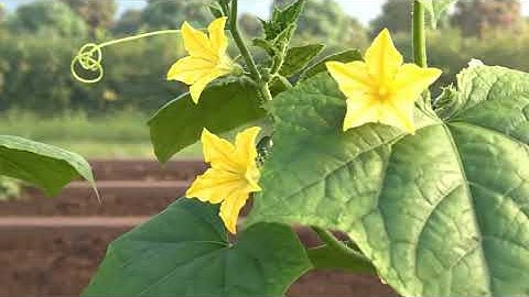 Cucumber seed time‑lapse#planttimelapse #seedgermination #gardening #vegetablegrow #vegetablegrowing