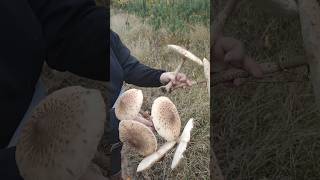 ШИКАРНЫЙ ГРИБ - ЗОНТИК!