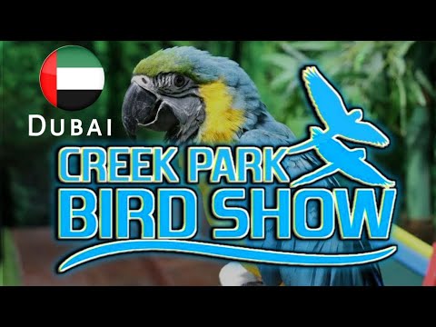 Creek Park Bird Show at Dubai Dolphinarium | Full Show Video | Top Dubai Attraction