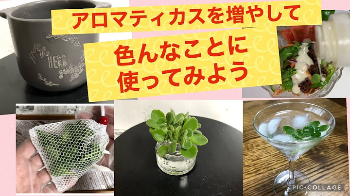 多肉植物 アロマティカスをカットして増やす 使い道色々 21 7 4 Youtube
