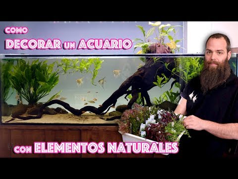 Video: Métodos Para Decorar Un Acuario