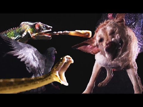 Animals In Slow Motion | Earth Unplugged