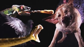 Animals In Slow Motion | Earth Unplugged Animals In Slow Motion | Earth Unplugged
