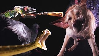 Animals In Slow Motion | Earth Unplugged