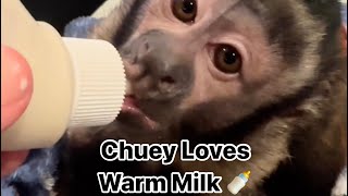 Chuey Drinking Warm Milk 🍼
